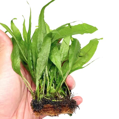 Planterest - Java Fern 1/2 Mat Medium Microsorium Pteropus US Grow Live Aquarium Plant Tropical Freshwater Decorations BUY2GET1FREE