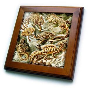 3drose lizards and reptiles art print - reptile breeds and species -... - framed tiles (ft-365423-1)