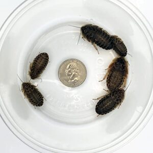exo-morphs 100 large dubia roaches (3/4-2 inches length) reptile food live arrival - free heat pack included if needed
