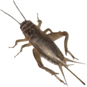 BuyFeederCrickets 100 Live Acheta Crickets (Large (1"))