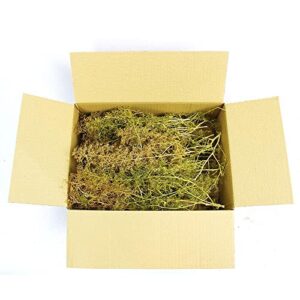 wws war world scenics wwscenics seafoam trees box mixed size – model scenery