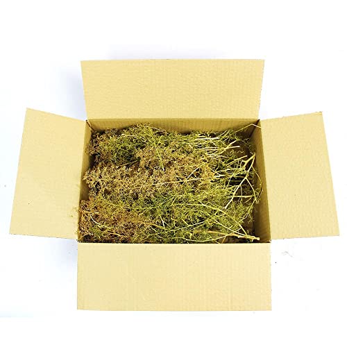 WWS War World Scenics WWScenics Seafoam Trees Box Mixed Size – Model Scenery