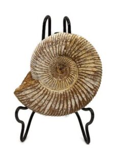 ammonite fossil with stand. genuine ammonite from madagascar.