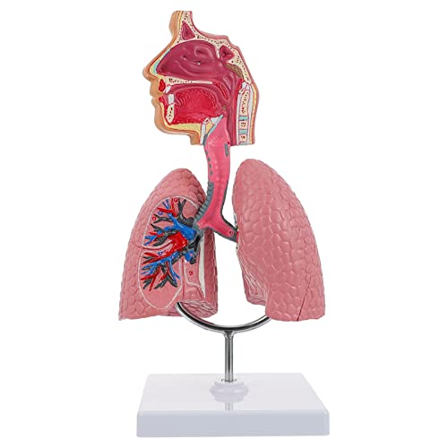 iplusmile 1pc Respiratory Biologic Education Classroom Study Model- Realistic Nursing Teaching Students Lung System School, Home, Experiment Educational Model, Pratical Lab Body Training