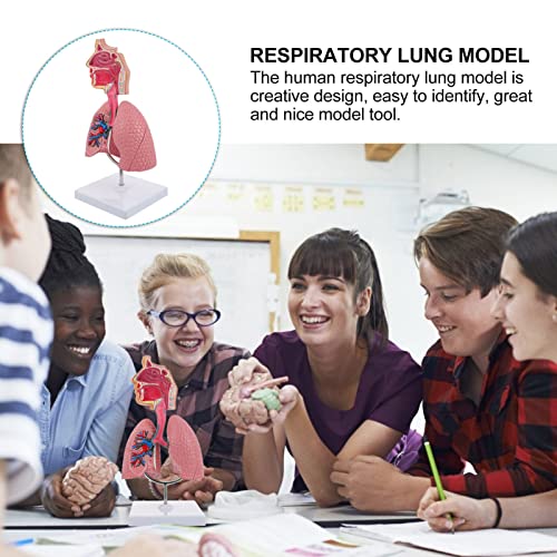 iplusmile 1pc Respiratory Biologic Education Classroom Study Model- Realistic Nursing Teaching Students Lung System School, Home, Experiment Educational Model, Pratical Lab Body Training