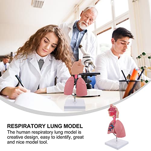 iplusmile 1pc Respiratory Biologic Education Classroom Study Model- Realistic Nursing Teaching Students Lung System School, Home, Experiment Educational Model, Pratical Lab Body Training