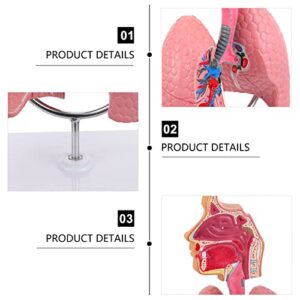 iplusmile 1pc Respiratory Biologic Education Classroom Study Model- Realistic Nursing Teaching Students Lung System School, Home, Experiment Educational Model, Pratical Lab Body Training