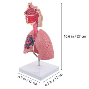 iplusmile 1pc Respiratory Biologic Education Classroom Study Model- Realistic Nursing Teaching Students Lung System School, Home, Experiment Educational Model, Pratical Lab Body Training