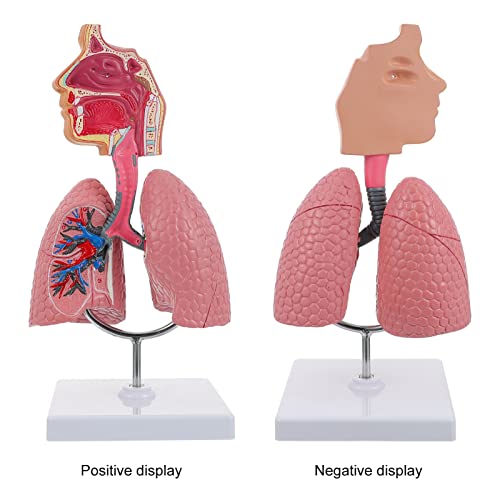 iplusmile 1pc Respiratory Biologic Education Classroom Study Model- Realistic Nursing Teaching Students Lung System School, Home, Experiment Educational Model, Pratical Lab Body Training