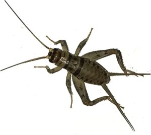 buyfeedercrickets live banded crickets (medium (1/2")) (250 count)