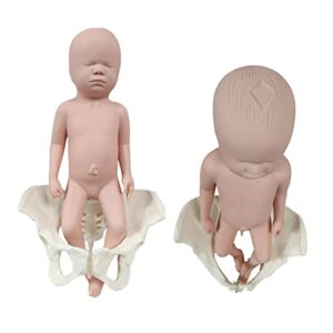 lenfun female pelvis model with pelvic floor muscles model, anatomy medical model for science education, midwife in obstetrics, gynecology