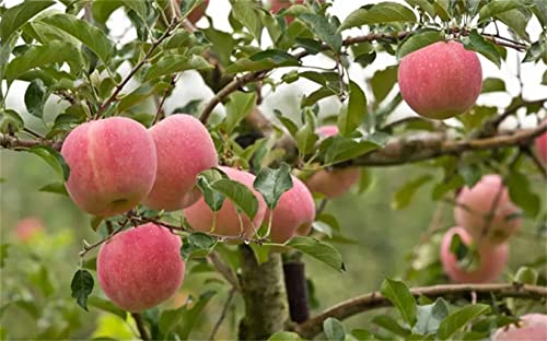 Rare Apple Tree Seeds 30+ Seeds Red Delicious Apple Seed Fruit Plant Garden