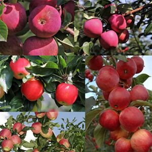 rare apple tree seeds 30+ seeds red delicious apple seed fruit plant garden