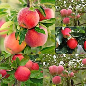 30+ seeds red delicious apple seed fruit plant garden outdoor rare apple tree seeds