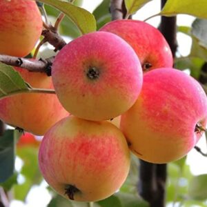 100+ Apple Seeds for Planting