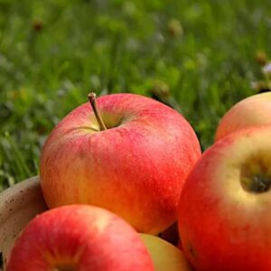 100+ Apple Seeds for Planting