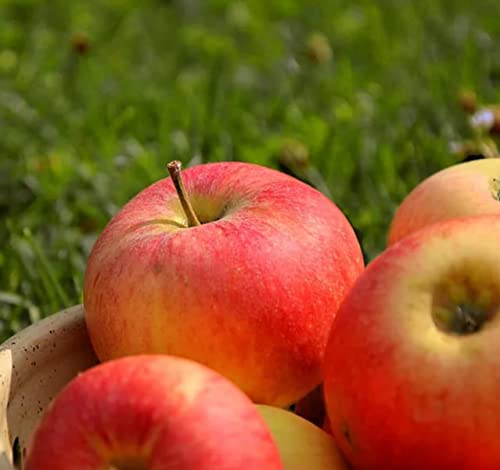 100+ Apple Seeds for Planting