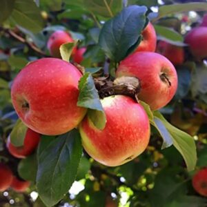 100+ Apple Seeds for Planting