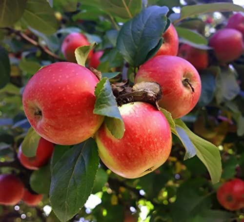 100+ Apple Seeds for Planting