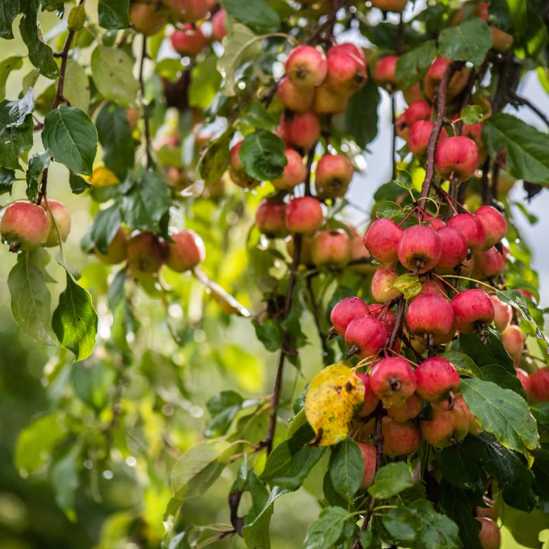 Sargent Crabapple Plant Live, Crab Apple Tree Dormant Qt Pot 10-16 Inc Tall to Grow Pots