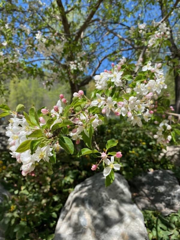 Sargent Crabapple Plant Live, Crab Apple Tree Dormant Qt Pot 10-16 Inc Tall to Grow Pots