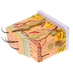 Skin Anatomy Model, 50X Three Dimensional Human Skin Magnified Model Anatomy Biology Teaching Aid Laboratory Supplies