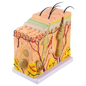 skin anatomy model, 50x three dimensional human skin magnified model anatomy biology teaching aid laboratory supplies