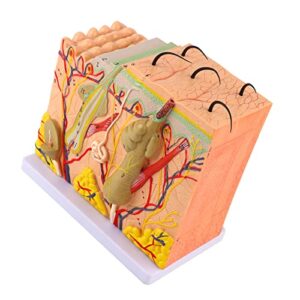 Skin Anatomy Model, 50X Three Dimensional Human Skin Magnified Model Anatomy Biology Teaching Aid Laboratory Supplies