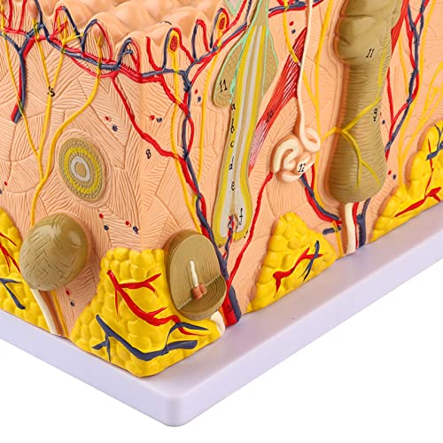 Skin Anatomy Model, 50X Three Dimensional Human Skin Magnified Model Anatomy Biology Teaching Aid Laboratory Supplies