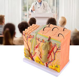 Skin Anatomy Model, 50X Three Dimensional Human Skin Magnified Model Anatomy Biology Teaching Aid Laboratory Supplies