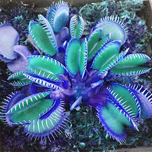 QAUZUY GARDEN 20 Blue Clip Venus Flytrap Plant Seeds Rare Tropical Exotic Plant Very Hardy Heat Tolerance Perennial House Plant Easy to Grow