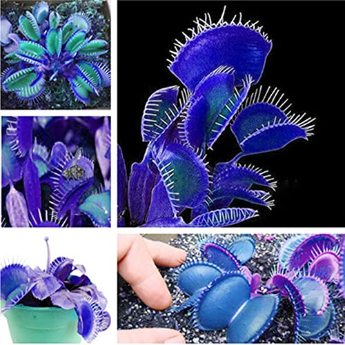 QAUZUY GARDEN 20 Blue Clip Venus Flytrap Plant Seeds Rare Tropical Exotic Plant Very Hardy Heat Tolerance Perennial House Plant Easy to Grow