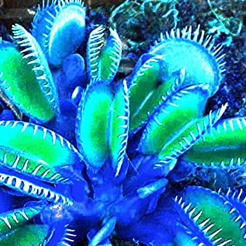 QAUZUY GARDEN 20 Blue Clip Venus Flytrap Plant Seeds Rare Tropical Exotic Plant Very Hardy Heat Tolerance Perennial House Plant Easy to Grow