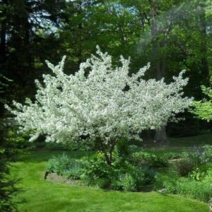 Sargent Crabapple Tree/Shrub - Live Plant - 12-18" Tall - Quart Pot - Malus sargentii