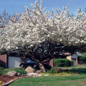 Sargent Crabapple Tree/Shrub - Live Plant - 12-18" Tall - Quart Pot - Malus sargentii