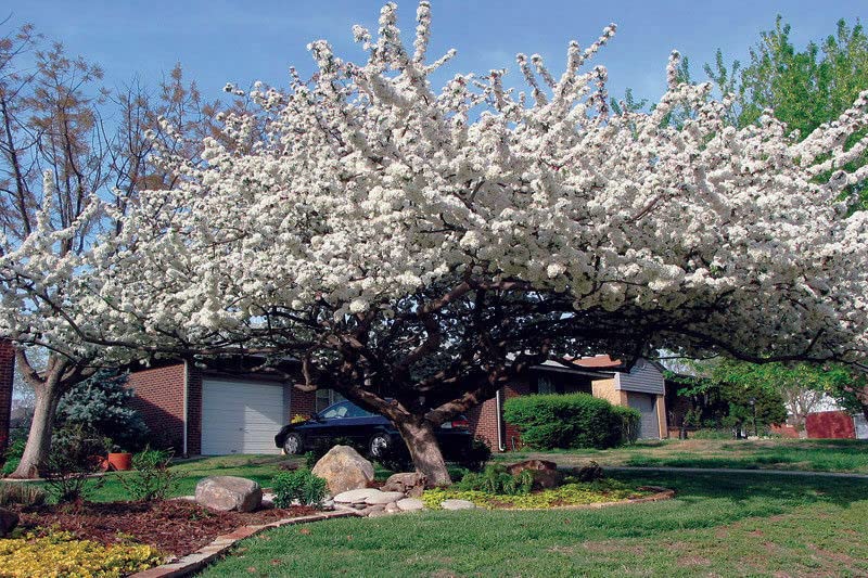 Sargent Crabapple Tree/Shrub - Live Plant - 12-18" Tall - Quart Pot - Malus sargentii