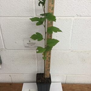 Sargent Crabapple Tree/Shrub - Live Plant - 12-18" Tall - Quart Pot - Malus sargentii