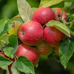 100+ Apple Seeds for Planting