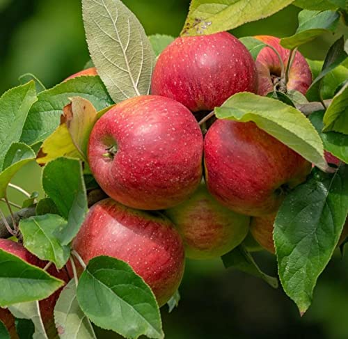 100+ Apple Seeds for Planting