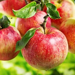 100+ Apple Seeds for Planting