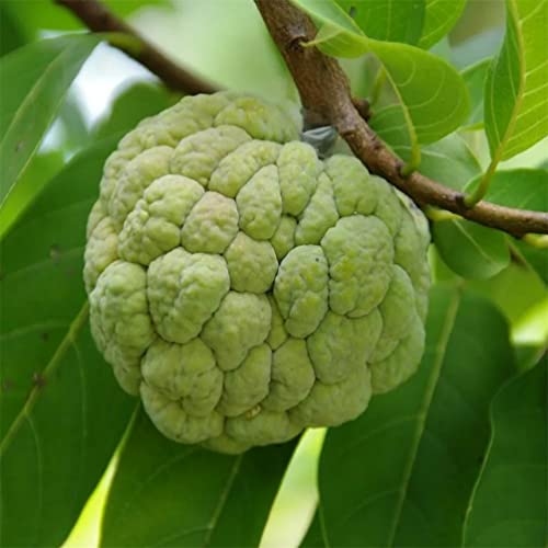 50+ Custard Apple Seeds/Annona Muricata Fruit Tree Seeds for Planting