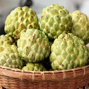 50+ Custard Apple Seeds/Annona Muricata Fruit Tree Seeds for Planting