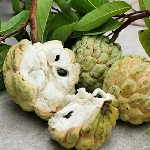 50+ Custard Apple Seeds/Annona Muricata Fruit Tree Seeds for Planting