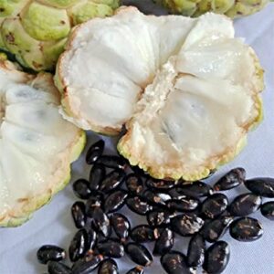 50+ Custard Apple Seeds/Annona Muricata Fruit Tree Seeds for Planting