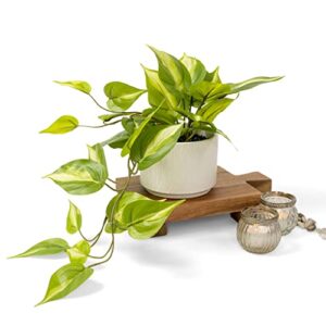 kurrajong farmhouse artificialtrailing ivy pothos plant with white ceramic pot | light green faux ivy plant with white pot | shelf decor fake plant