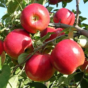 100 pcs apple seeds for planting