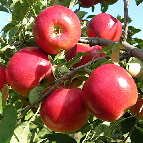 100 Pcs Apple Seeds for Planting