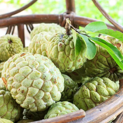 Annona Squamosa Sugar Apple Tree Live Plant - Asian Sugar Apple Fruit 9-14 Inc Height (Mãng Cầu Dai)