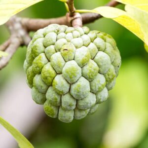 Annona Squamosa Sugar Apple Tree Live Plant - Asian Sugar Apple Fruit 9-14 Inc Height (Mãng Cầu Dai)