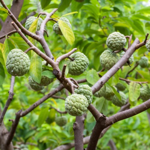 Annona Squamosa Sugar Apple Tree Live Plant - Asian Sugar Apple Fruit 9-14 Inc Height (Mãng Cầu Dai)